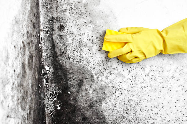 Best Mold Odor Removal Services  in Rose, LA